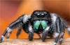 After 122 years &rsquo;Jumping spider&rsquo; found on Konkan coast